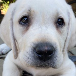 Meet your Posher, Lucy